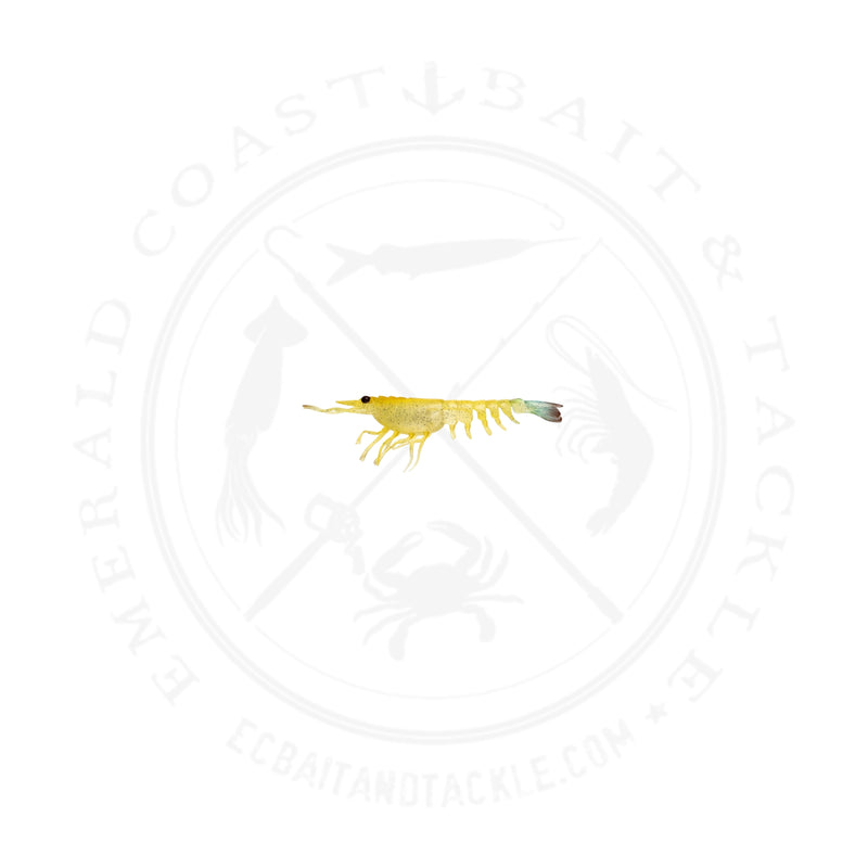 Load image into Gallery viewer, Nomad Switcher Shrimp
