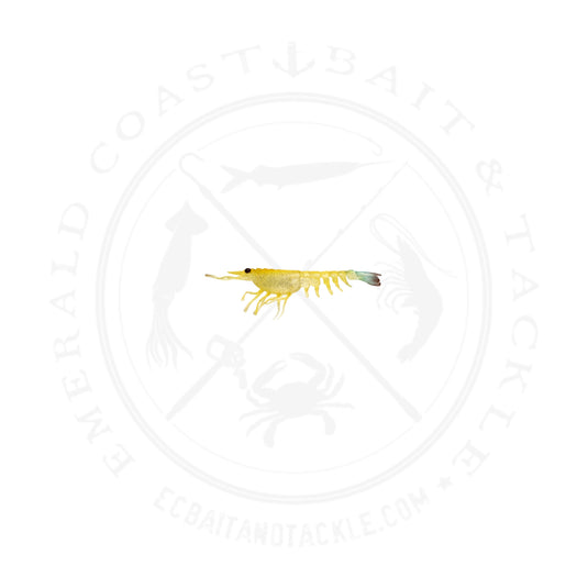 Nomad Switcher Shrimp