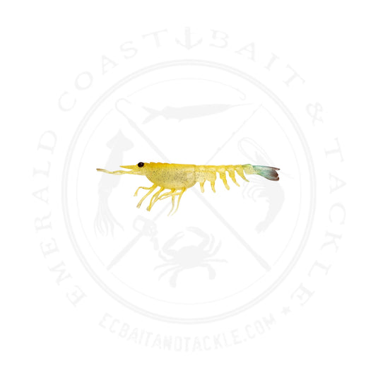 Nomad Switcher Shrimp
